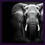 AFRICAN ELEPHANT HD_600x600